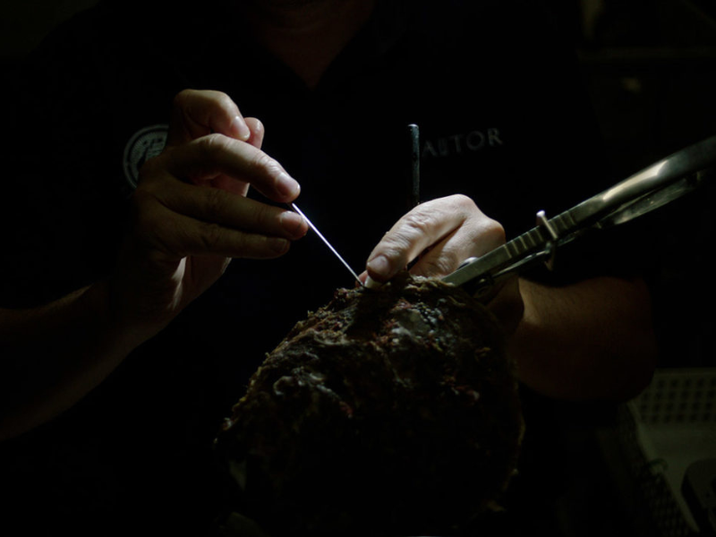 A technician working on a pearl oyster with fine instruments