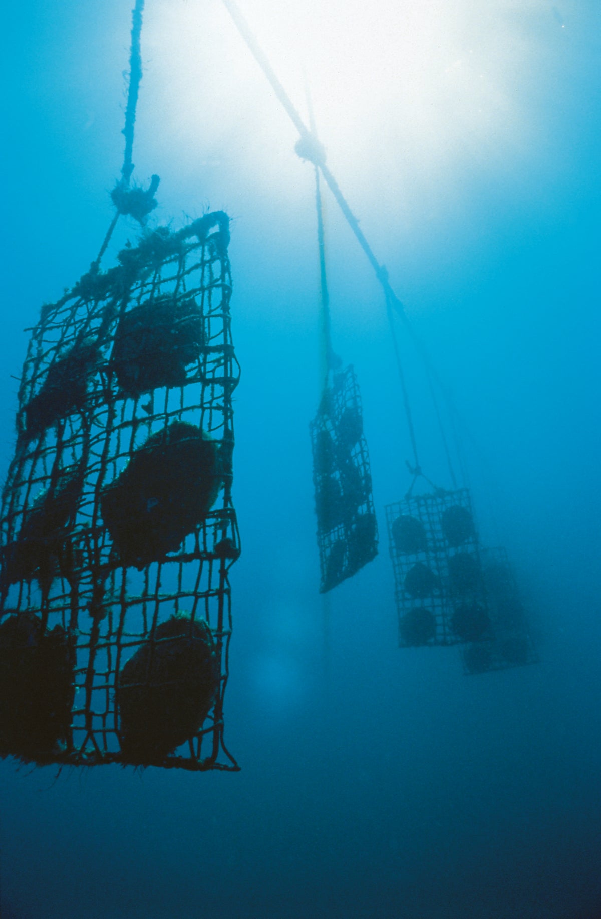 Pearl oyster panels suspended underwater, lit by shafts of sunlight