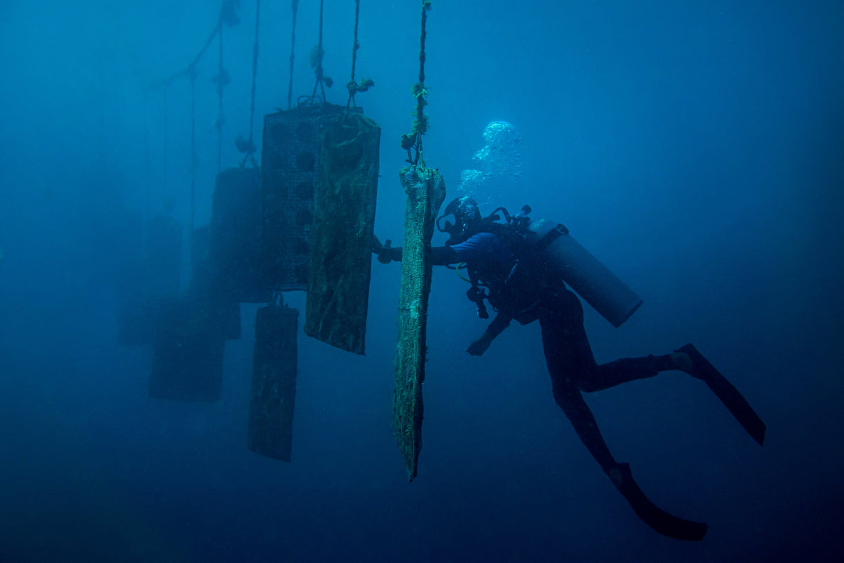 AUTORE diver tending pearl oyster panels underwater