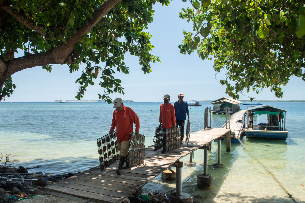 Pearl farmers carrying oyster panels along the jetty at the AUTORE Pearl Farm in Lombok