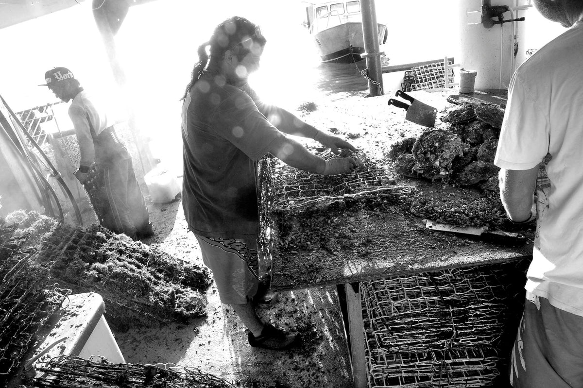 Black-and-white photograph of farm crew working with pearl shell