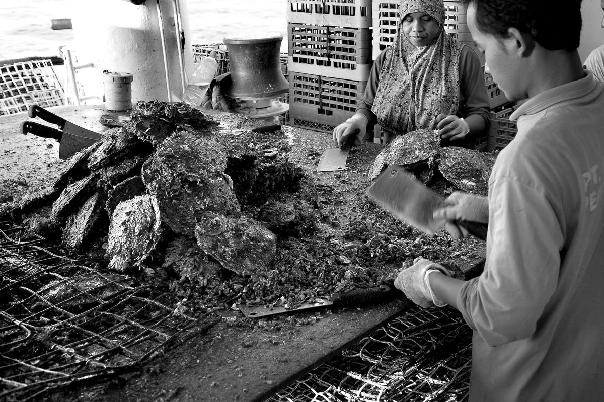 Farm technicians processing pearl oyster shell