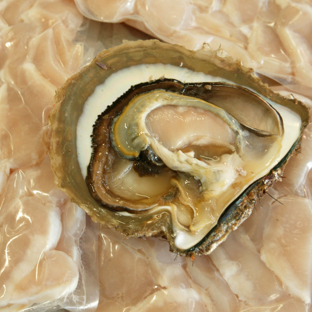 An opened Pinctada maxima oyster revealing its pearl meat