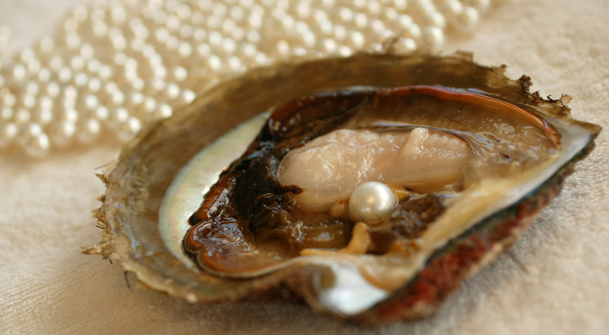 An opened Pinctada maxima oyster revealing a South Sea pearl, with harvested pearls behind
