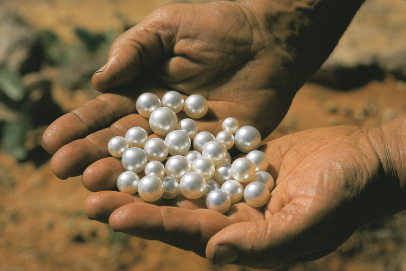 Freshly harvested South Sea pearls held in weathered hands